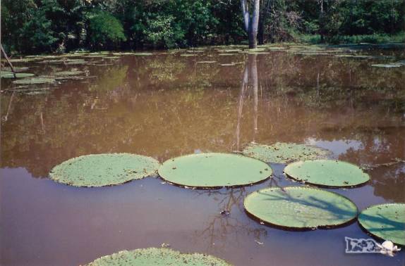 Vitórias-régia em pequenos braços do rio Amazonas, na região de Iquitos, no Peru (foto de Julho de 1990)